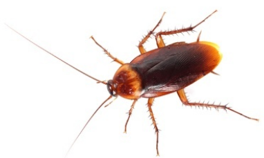 palmetto bugs | american cockroach