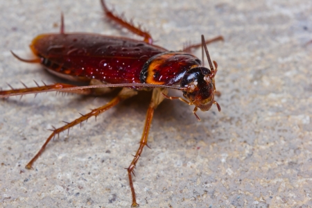 american cockroach | palmetto bugs | Any Pest Inc.