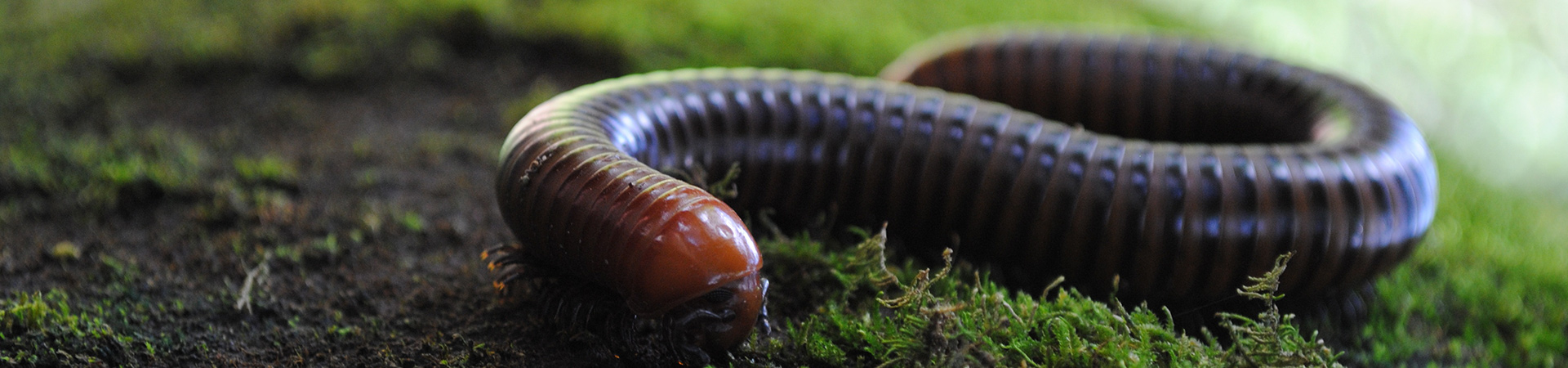 Millipede Control | Any Pest