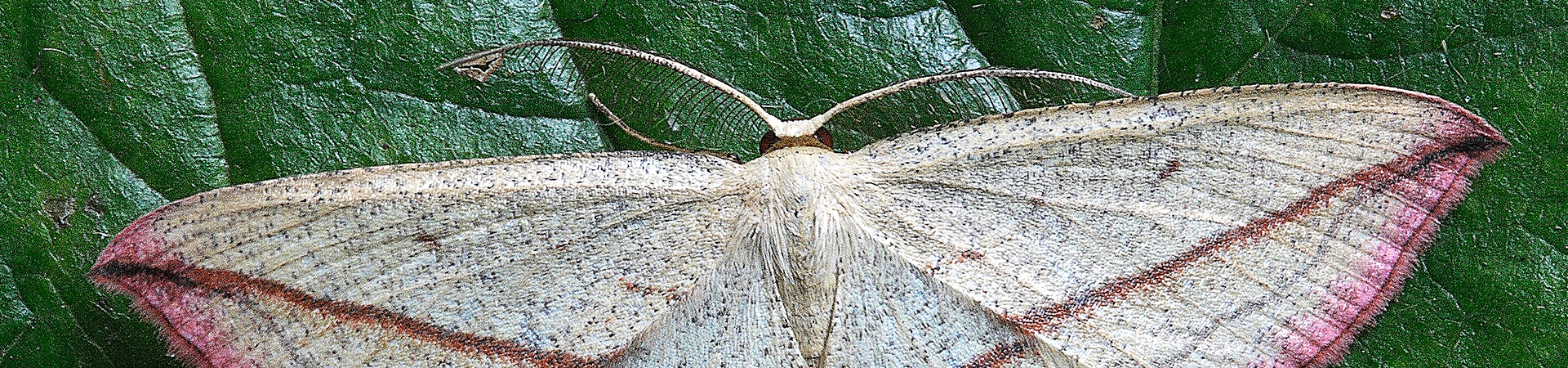 Moth Control | Any Pest