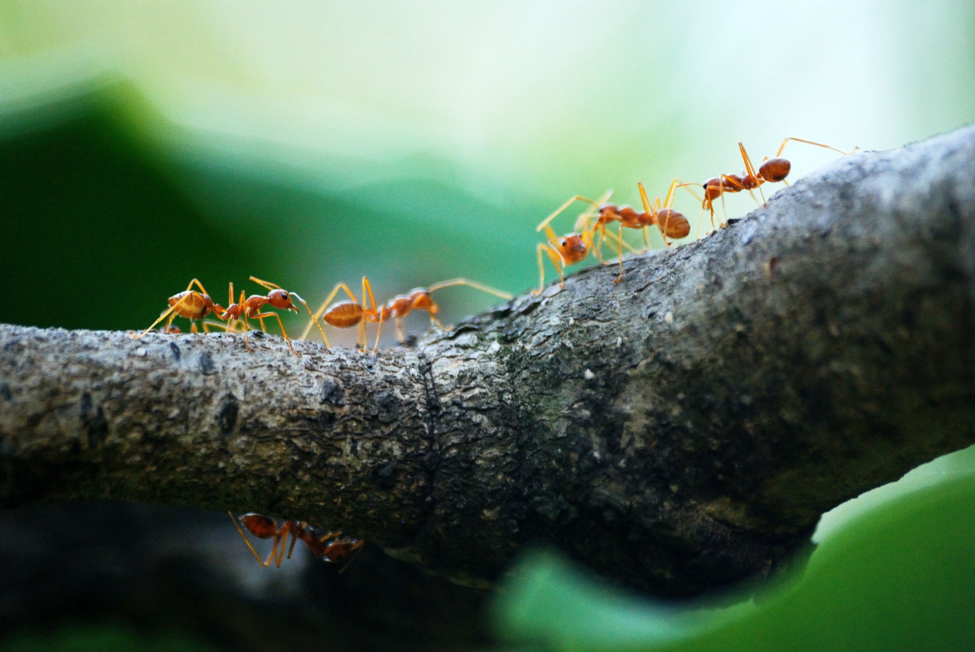 Ants | Any Pest