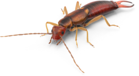 Earwig Pest Control | Any Pest