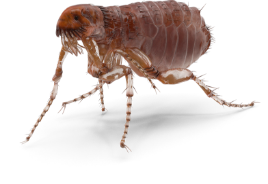 Flea Pest Control | Any Pest